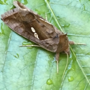 Chrysodeixis eriosoma at Monash, ACT - 21 Jan 2019 07:47 PM