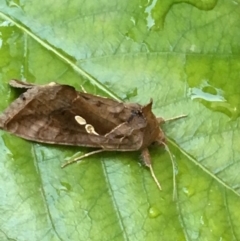 Chrysodeixis eriosoma at Monash, ACT - 21 Jan 2019 07:47 PM