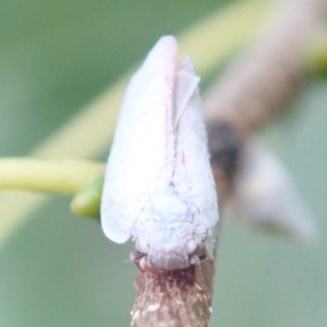 Anzora unicolor at Ainslie, ACT - 21 Jan 2019 06:40 PM