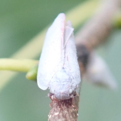 Anzora unicolor (Grey Planthopper) at Ainslie, ACT - 21 Jan 2019 by jbromilow50