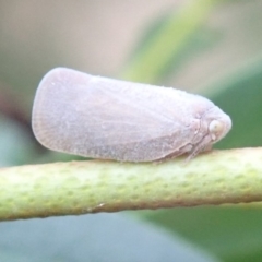 Anzora unicolor at Ainslie, ACT - 21 Jan 2019 06:40 PM