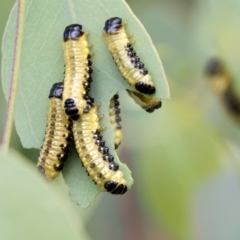 Paropsis atomaria (Eucalyptus leaf beetle) at Dunlop, ACT - 18 Jan 2019 by AlisonMilton