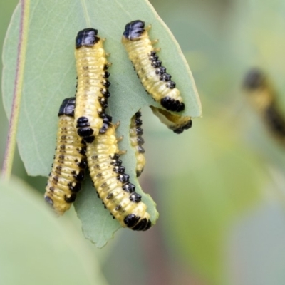 Paropsis atomaria (Eucalyptus leaf beetle) at The Pinnacle - 18 Jan 2019 by AlisonMilton