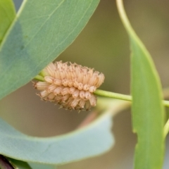 Paropsis atomaria (Eucalyptus leaf beetle) at The Pinnacle - 18 Jan 2019 by AlisonMilton