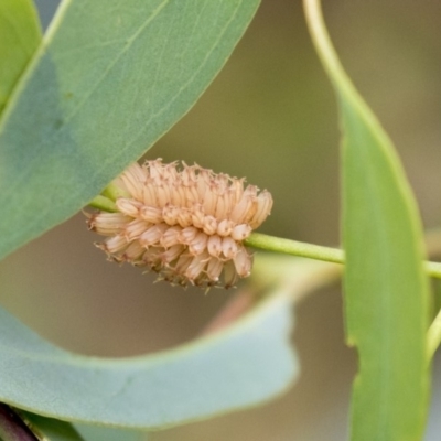 Paropsis atomaria (Eucalyptus leaf beetle) at The Pinnacle - 18 Jan 2019 by AlisonMilton