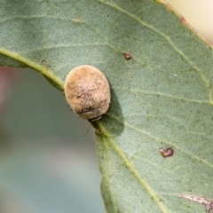 Trachymela sp. (genus) (Brown button beetle) at The Pinnacle - 18 Jan 2019 by AlisonMilton