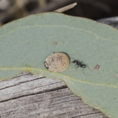 Trachymela sp. (genus) at Dunlop, ACT - 19 Jan 2019 09:09 AM