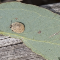 Trachymela sp. (genus) at Dunlop, ACT - 19 Jan 2019 09:09 AM