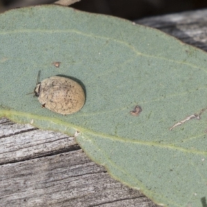 Trachymela sp. (genus) at Dunlop, ACT - 19 Jan 2019