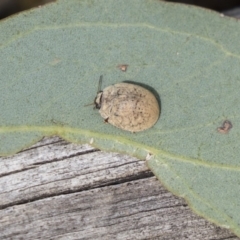 Trachymela sp. (genus) at Dunlop, ACT - 19 Jan 2019