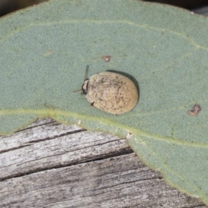 Trachymela sp. (genus) at Dunlop, ACT - 19 Jan 2019 09:09 AM