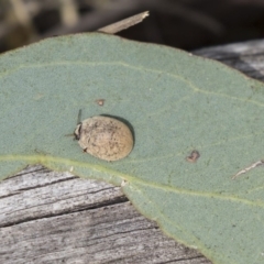 Trachymela sp. (genus) at Dunlop, ACT - 19 Jan 2019 09:09 AM