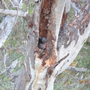 Callocephalon fimbriatum at Deakin, ACT - 21 Jan 2019