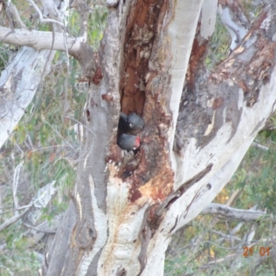 Callocephalon fimbriatum (Gang-gang Cockatoo) at GG146 - 21 Jan 2019 by TomT