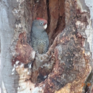 Callocephalon fimbriatum at Deakin, ACT - 21 Jan 2019