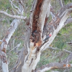 Callocephalon fimbriatum at Deakin, ACT - 21 Jan 2019