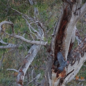 Callocephalon fimbriatum at Deakin, ACT - 21 Jan 2019