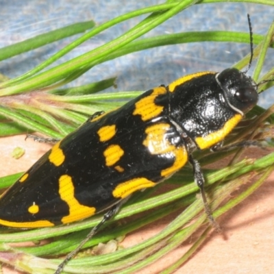 Cyrioides imperialis (Banksia jewel beetle) at Bugong National Park - 20 Jan 2019 by Harrisi