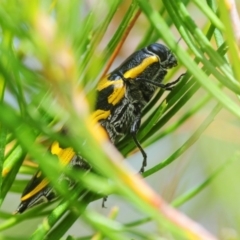 Cyrioides imperialis at Budgong, NSW - 20 Jan 2019