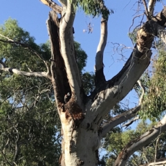 Callocephalon fimbriatum (Gang-gang Cockatoo) at Deakin, ACT - 21 Jan 2019 by Neiliogb