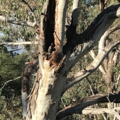 Callocephalon fimbriatum at Deakin, ACT - suppressed