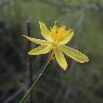 Tricoryne elatior (Yellow Rush Lily) at Bullen Range - 9 Jan 2019 by michaelb