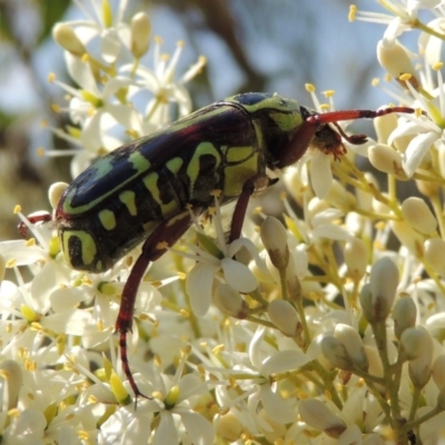 Eupoecila australasiae (Fiddler Beetle) at Bullen Range - 9 Jan 2019 by michaelb