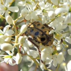 Neorrhina punctata (Spotted flower chafer) at Greenway, ACT - 9 Jan 2019 by michaelb