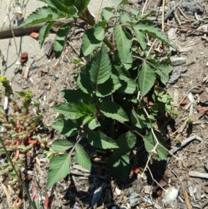 Bidens pilosa at Tuggeranong DC, ACT - 22 Jan 2019