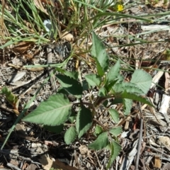 Bidens pilosa at Tuggeranong DC, ACT - 22 Jan 2019 10:12 AM