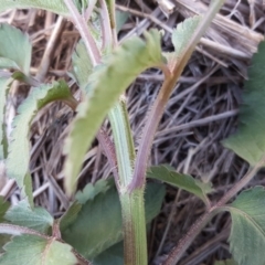 Bidens pilosa at Tuggeranong DC, ACT - 22 Jan 2019