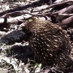 Tachyglossus aculeatus (Short-beaked Echidna) at Farrer, ACT - 3 Oct 2013 by Warwick