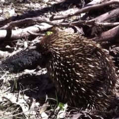 Tachyglossus aculeatus (Short-beaked Echidna) at Farrer, ACT - 4 Oct 2013 by Warwick