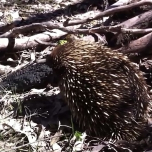 Tachyglossus aculeatus at Farrer, ACT - 4 Oct 2013