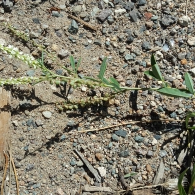 Melilotus albus (Bokhara Clover) at Tuggeranong DC, ACT - 22 Jan 2019 by Mike