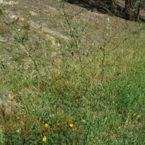 Melilotus albus at Tuggeranong DC, ACT - 22 Jan 2019