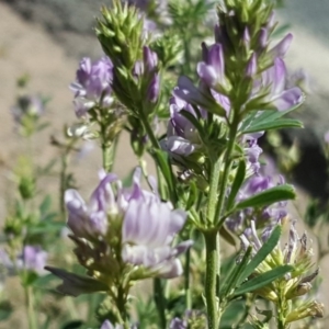 Medicago sativa at Undefined, ACT - 22 Jan 2019