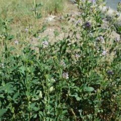 Medicago sativa at Undefined, ACT - 22 Jan 2019 10:29 AM