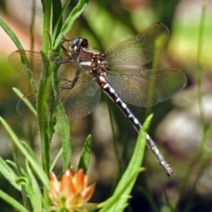 Synthemis eustalacta (Swamp Tigertail) at ANBG - 21 Jan 2019 by RodDeb