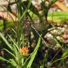 Synthemis eustalacta at Acton, ACT - 21 Jan 2019