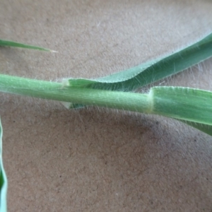 Panicum hillmanii at Parkes, ACT - 15 Jan 2019 10:19 AM