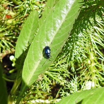 Altica sp. (genus) (Flea beetle) at ANBG - 21 Jan 2019 by RodDeb