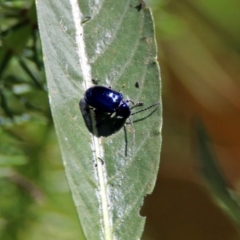 Altica sp. (genus) at Acton, ACT - 21 Jan 2019