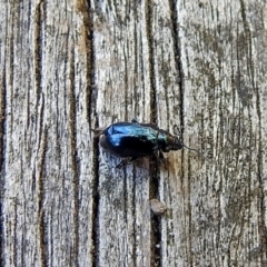 Altica sp. (genus) at Acton, ACT - 21 Jan 2019