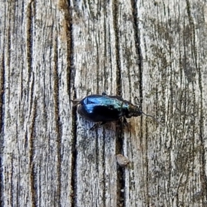 Altica sp. (genus) at Acton, ACT - 21 Jan 2019