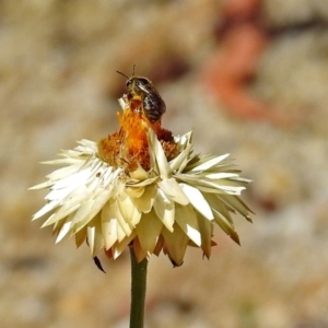 Lasioglossum (Chilalictus) sp. (genus & subgenus) at Acton, ACT - 21 Jan 2019