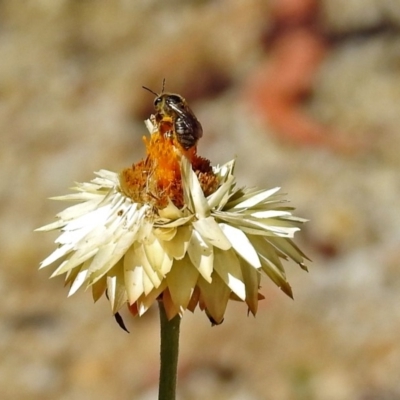Lasioglossum (Chilalictus) sp. (genus & subgenus) (Halictid bee) at ANBG - 21 Jan 2019 by RodDeb