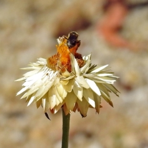 Lasioglossum (Chilalictus) sp. (genus & subgenus) at Acton, ACT - 21 Jan 2019 11:09 AM