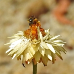 Lasioglossum (Chilalictus) sp. (genus & subgenus) at Acton, ACT - 21 Jan 2019 11:09 AM