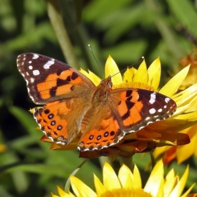 Vanessa kershawi (Australian Painted Lady) at Acton, ACT - 21 Jan 2019 by RodDeb